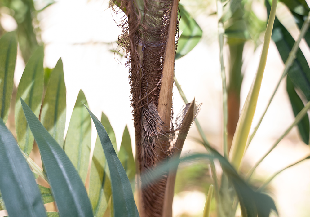 Areca-Palmen Nahaufnahme Naturmaterialien